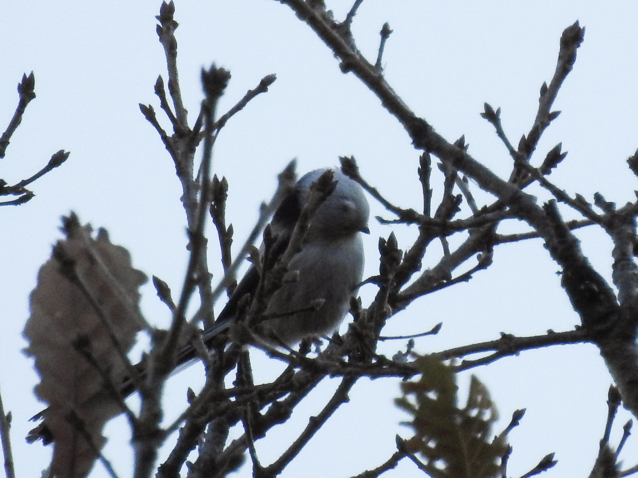 Long-tailed Tit