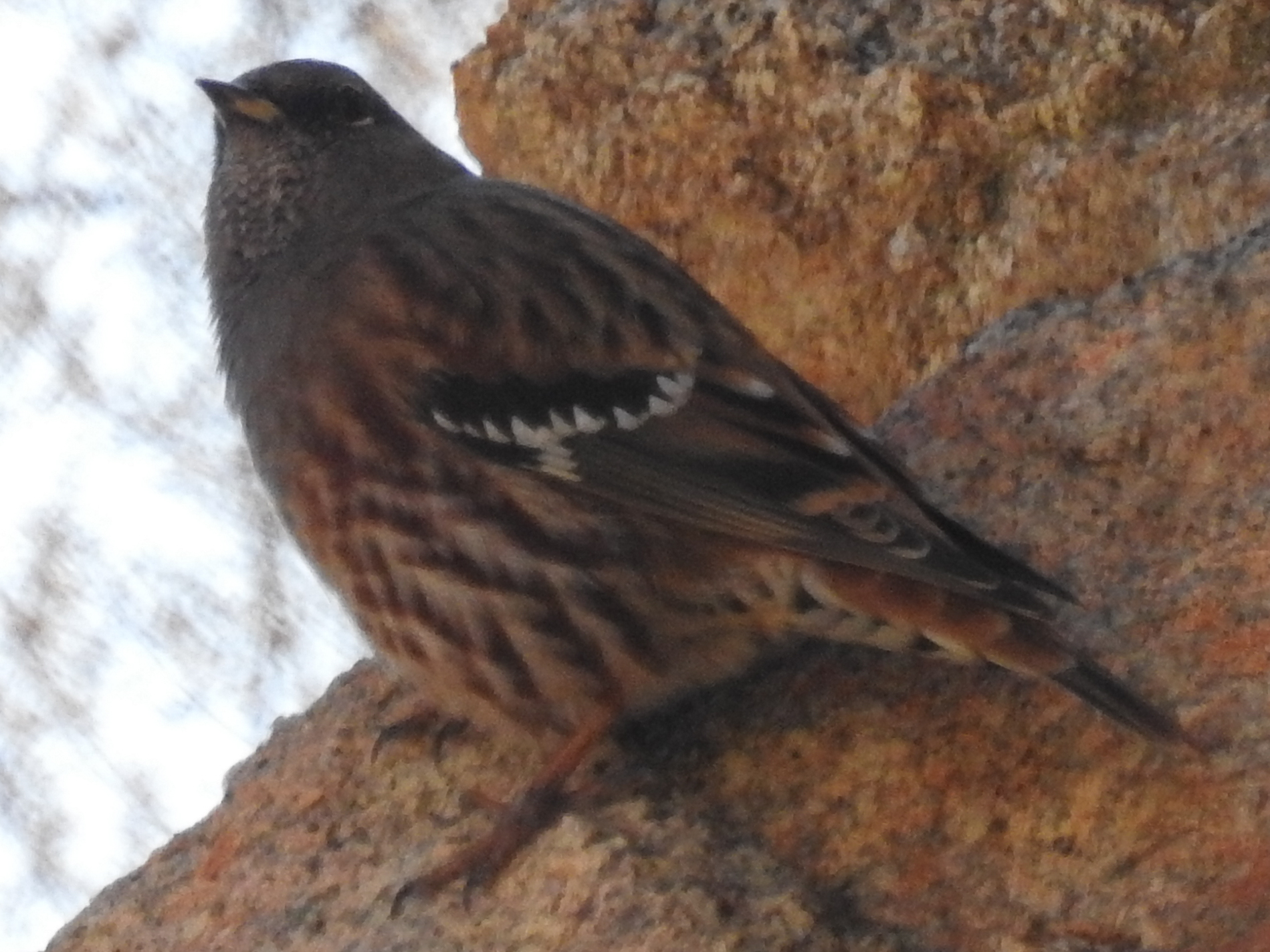 Alpine Accentor