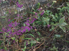 Callicarpa rubella