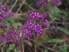 Callicarpa rubella