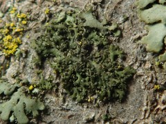 Phaeophyscia nigricans