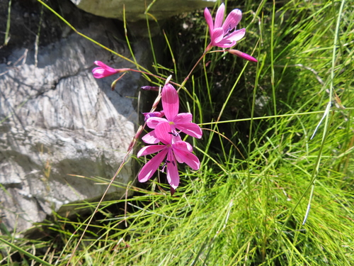 Geissorhiza burchellii