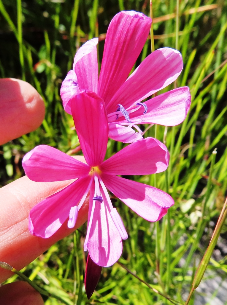 Geissorhiza burchellii, Boosmansbos Breede River DC, South Africa