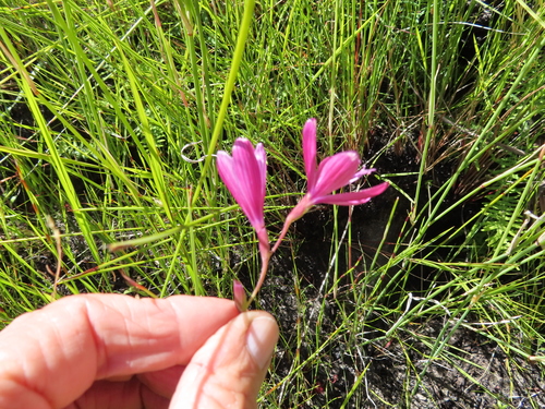 Geissorhiza burchellii
