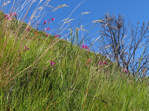 Geissorhiza burchellii