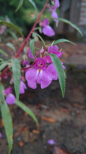 Rosy balsam (Impatiens rosea)