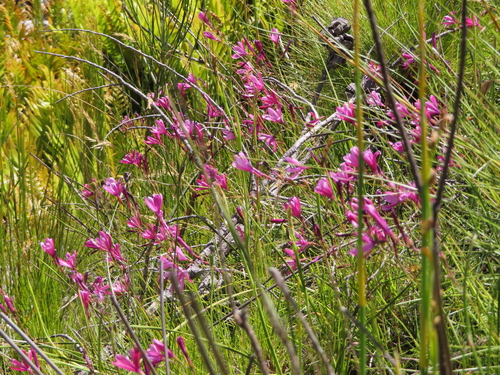 Geissorhiza burchellii