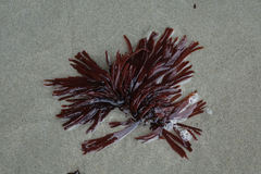 Curdiea furcata