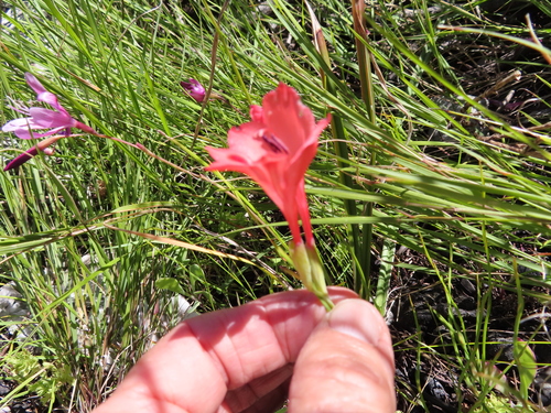 Image of Gladiolus oreocharis by (c) linkie, some rights reserved (CC BY)