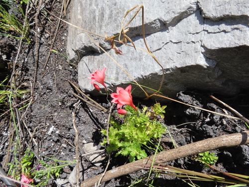 Image of Gladiolus oreocharis by (c) linkie, some rights reserved (CC BY)
