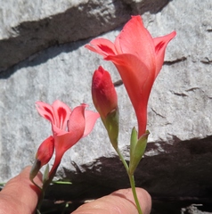 Gladiolus oreocharis