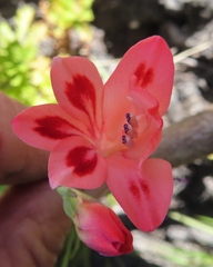 Gladiolus oreocharis