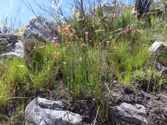 Gladiolus oreocharis