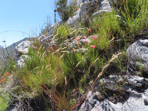 Image of Gladiolus oreocharis by (c) linkie, some rights reserved (CC BY)