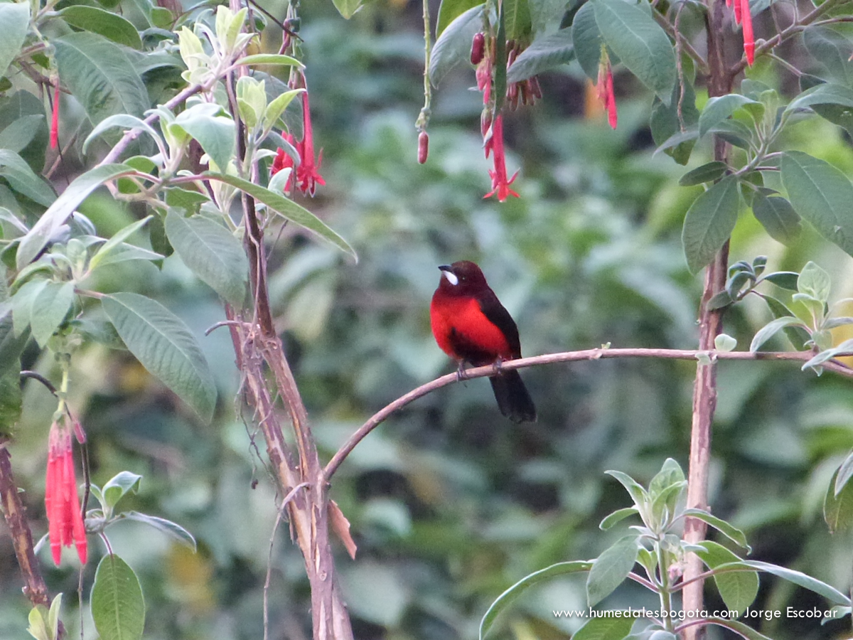 Toche pico de plata Toche pico de plata