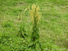 Verbascum nigrum