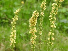 Verbascum nigrum