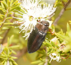 Torresita cuprifera