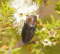 Torresita cuprifera