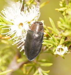 Torresita cuprifera