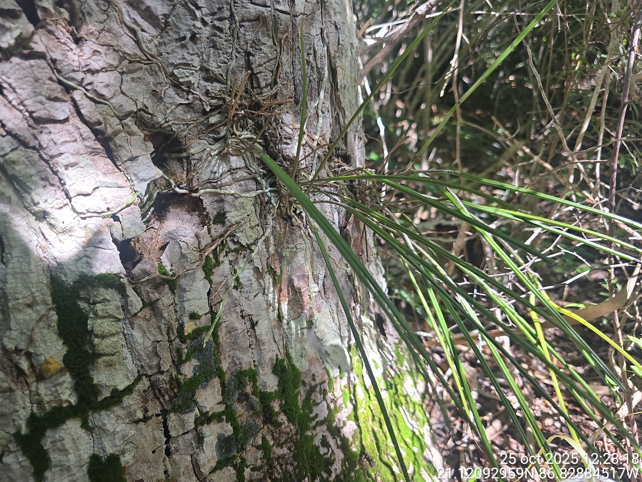 Brassavola appendiculata
