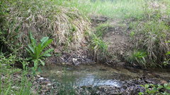 Lathyrus rotundifolius