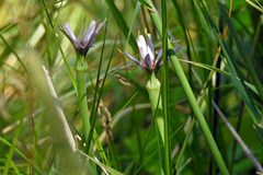 Tragopogon porrifolius porrifolius
