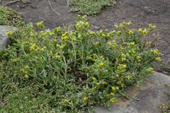 Senecio carnosulus