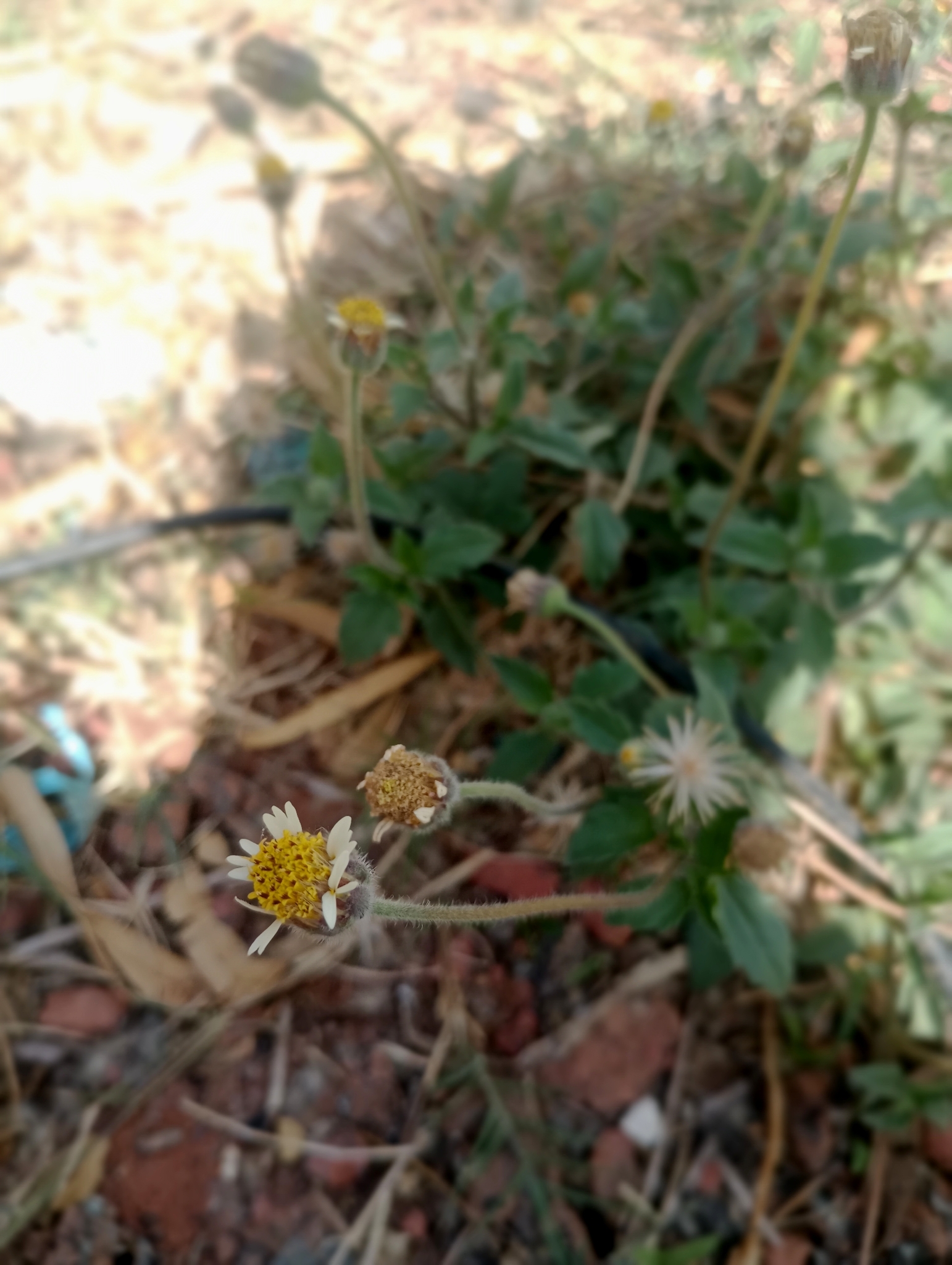 Tridax procumbens