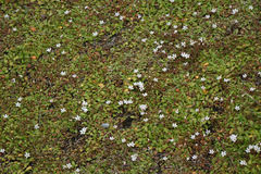 Samolus repens repens