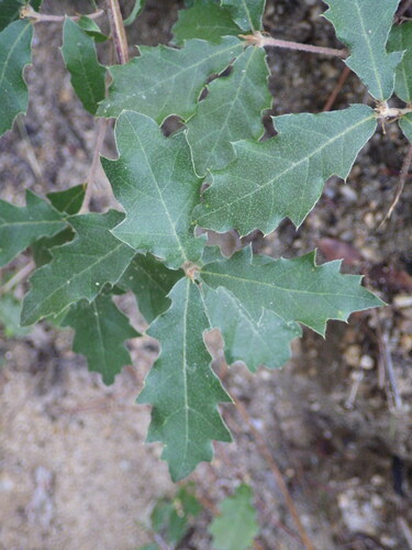 Quercus × cerrioides, photograph 2