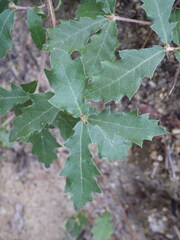 Quercus × cerrioides, photograph (c) Pere Barnola, some rights reserved (CC BY-SA)