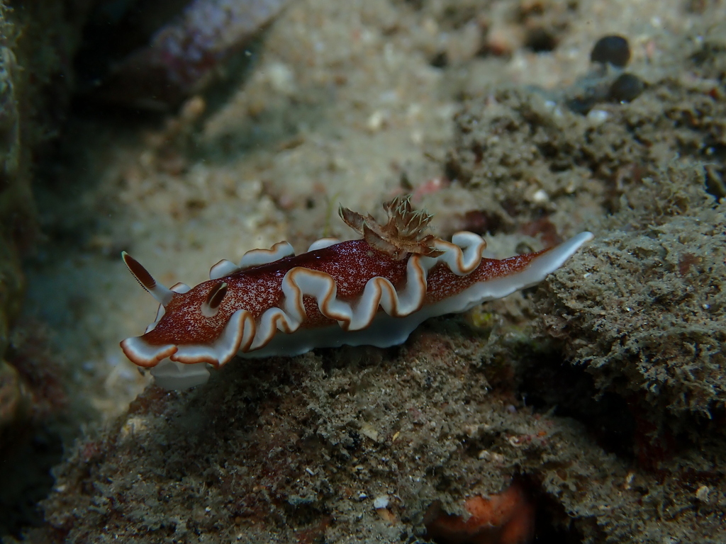 Caramel Nudibranch