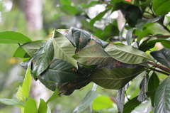 Oecophylla smaragdina
