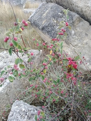 Cotoneaster tauricus