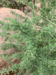 Asparagus suaveolens
