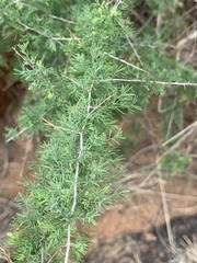 Asparagus suaveolens