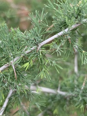 Asparagus suaveolens