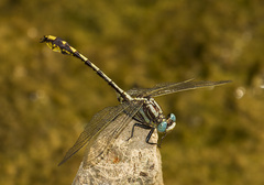 Phanogomphus sandrius