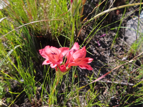 Image of Gladiolus oreocharis by (c) linkie, some rights reserved (CC BY)