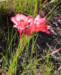 Gladiolus oreocharis