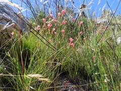 Gladiolus oreocharis