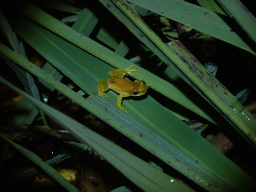 Delicate Leaf-folding Frog, Afrixalus delicatus