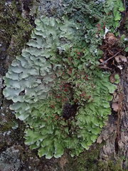 Lobaria adscripta