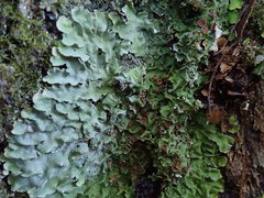Lobaria adscripta