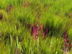 Drosera admirabilis