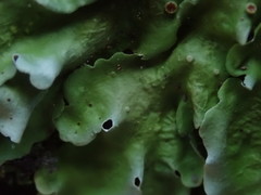 Lobaria adscripta