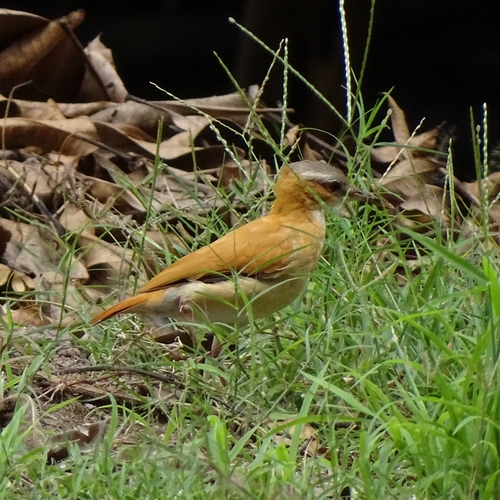 Kolumbientöpfer (Furnarius longirostris)