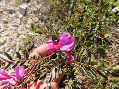Indigofera langebergensis