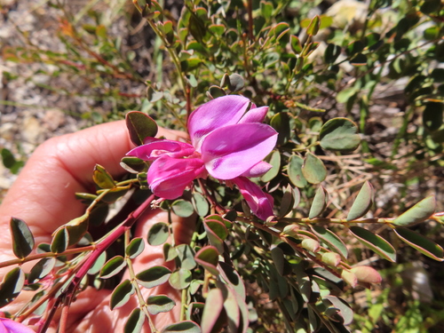 Image of Indigofera langebergensis by (c) linkie, some rights reserved (CC BY)
